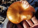 Gymnopilus luteofolius image