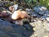 Gymnopilus luteofolius image