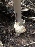 Amanita pachycolea image