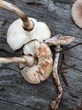 Leucoagaricus flammeotinctoides image