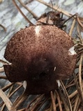 Leucoagaricus flammeotinctoides image