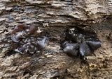Pachyella clypeata image