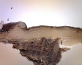Pachyella clypeata image