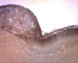 Pachyella clypeata image