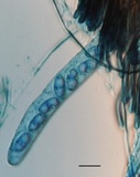Pachyella clypeata image