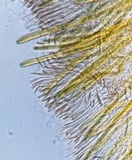 Pachyella clypeata image