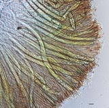 Pachyella clypeata image