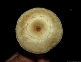 Lentinus swartzii image
