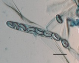 Peziza varia image