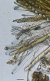 Peziza varia image