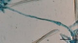 Peziza varia image