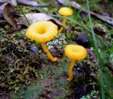Lichenomphalia chromacea image