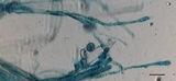 Peziza varia image
