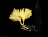 Cotylidia aurantiaca image