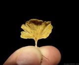 Cotylidia aurantiaca image