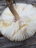 Leucoagaricus flammeotinctoides image