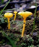 Lichenomphalia chromacea image