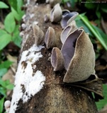 Auricularia nigricans image