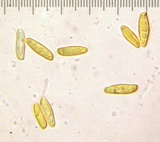 Xanthoconium affine image