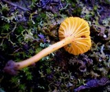 Lichenomphalia chromacea image