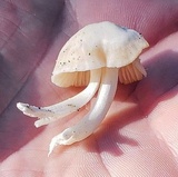 Cuphophyllus virgineus image