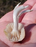 Cuphophyllus virgineus image