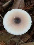 Lepiota rubrotinctoides image