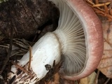 Gomphidius subroseus image