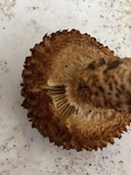 Leucopholiota decorosa image