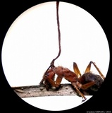 Ophiocordyceps unilateralis image