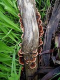 Xylobolus illudens image