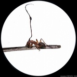 Ophiocordyceps unilateralis image