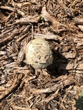 Agaricus evertens image