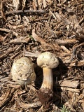 Agaricus evertens image