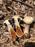Agaricus evertens image