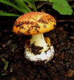 Amanita xanthocephala image