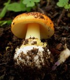 Amanita xanthocephala image