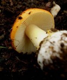 Amanita xanthocephala image