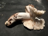 Tricholoma subresplendens image