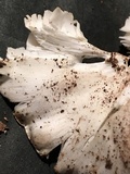 Tricholoma subresplendens image