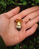 Amanita xanthocephala image