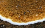 Serpula himantioides image
