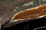 Serpula himantioides image