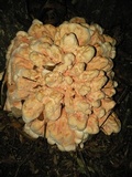 Laetiporus cincinnatus image