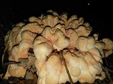Laetiporus cincinnatus image