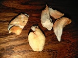 Laetiporus cincinnatus image