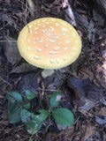 Amanita persicina image