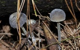 Mycena griseoviridis image