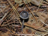 Mycena griseoviridis image