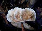 Crepidotus variabilis image